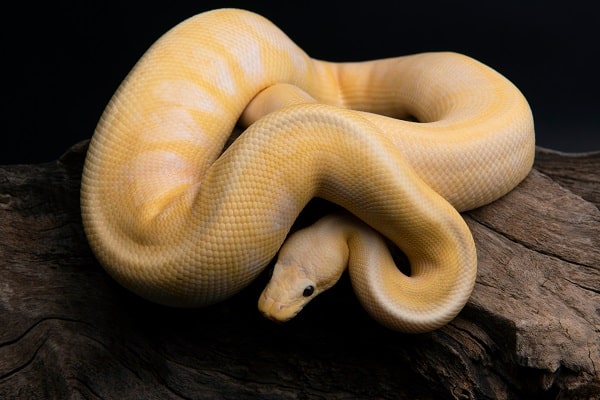 Banana Ball Python tank