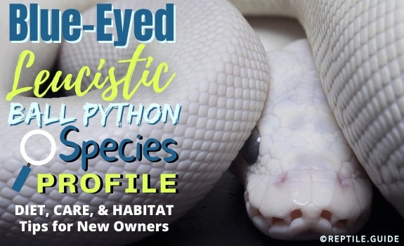 Blue-Eyed Leucistic Ball Python