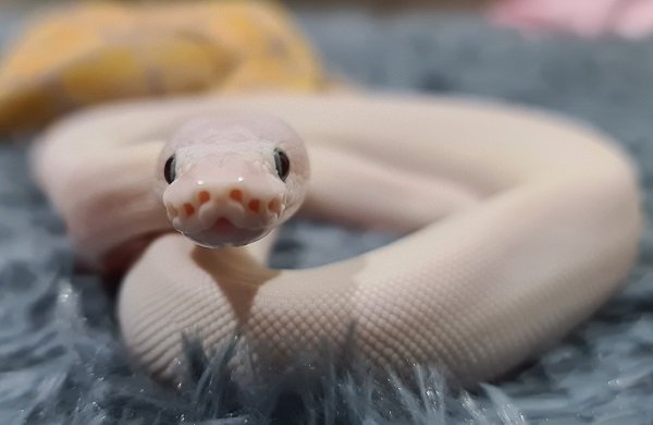 Blue Eyed leucistic Ball Python On Rug