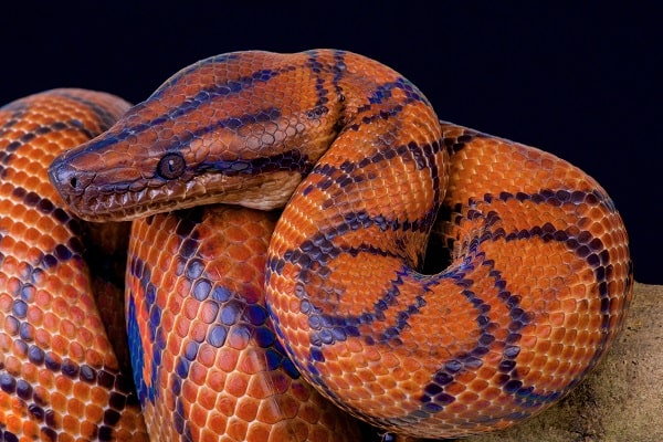 Brazilian Rainbow Boa