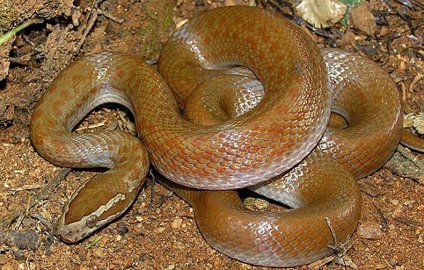 Brown House Snake