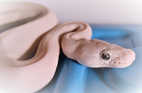 Captive Blue Eyed Leucistic Ball Bython