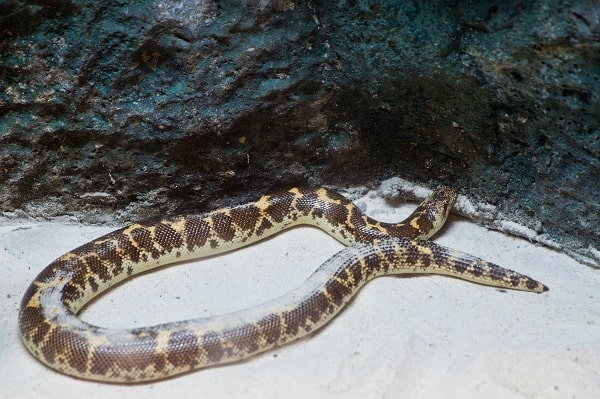 Captive Kenyan Sand Boa