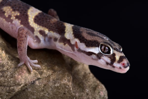 Central American Banded Gecko