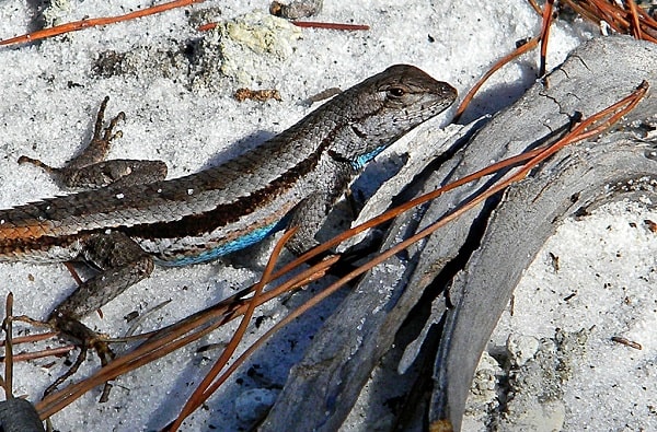 Florida Scrub Lizard Sceloporus woodi