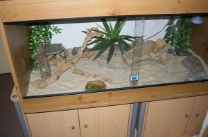 Kenyan Sand Boa Care, Habitat, & Diet Guide for New Owners