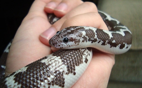 Handling Kenyan Sand Boa