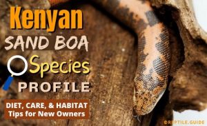 Kenyan Sand Boa Care, Habitat, & Diet Guide for New Owners
