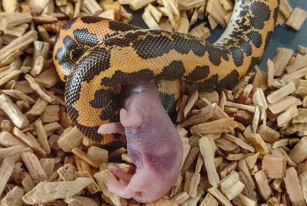 Kenyan Sand Boa Eating