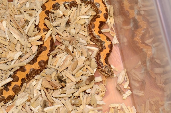 Kenyan Sand Boa In Tub