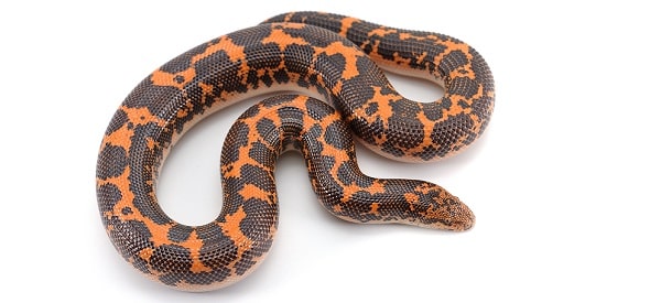 Kenyan Sand Boa White Background