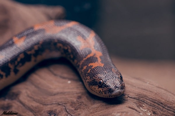 Kenyan Sand Boa on Log