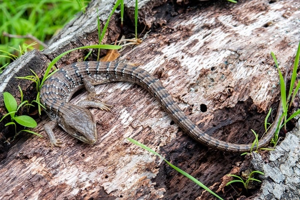 Northern Alligator Lizard