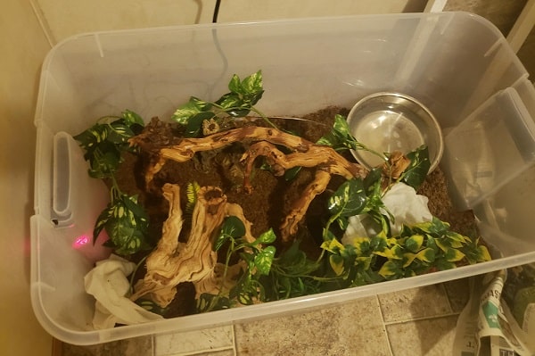 Sam on X: Upgraded snake digs! Adult female Kenyan sand boa, 40 gallon  tank. The background is excavator clay, fake plants, and some rocks.  Substrate is coconut fiber. (Aspen is usually preferred