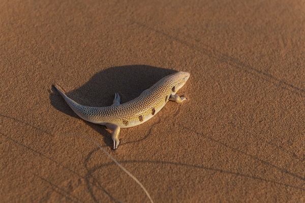 Sandfish