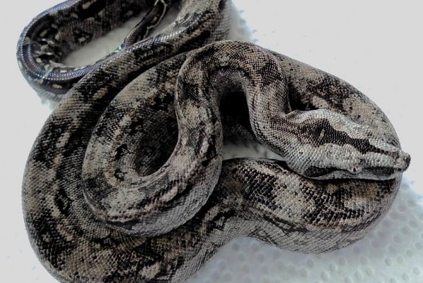 boa constrictor pet head cut off