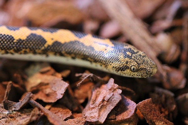 Wild Kenyan Sand Boa