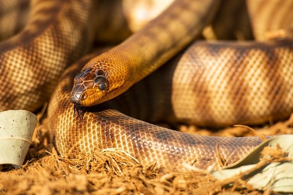 Woma Python