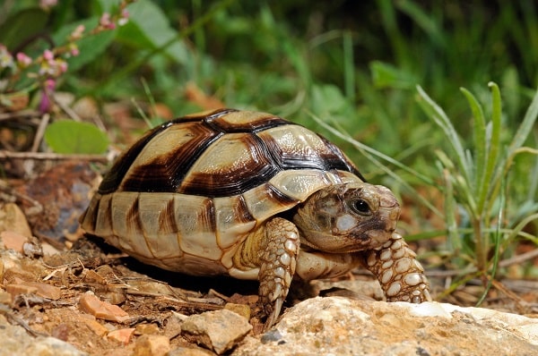 Young Marginated Tortoise