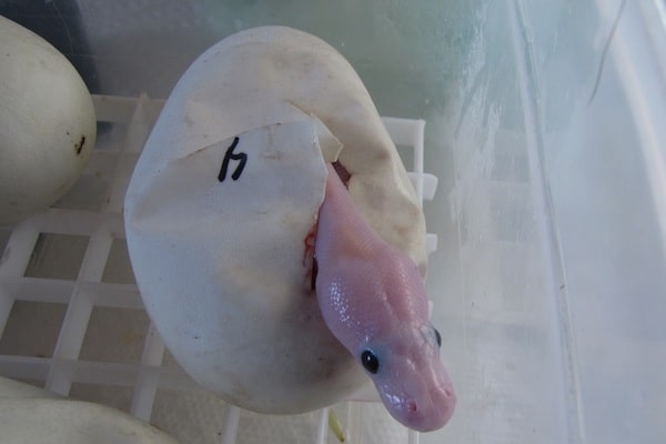 baby blue eyed leucistic ball python