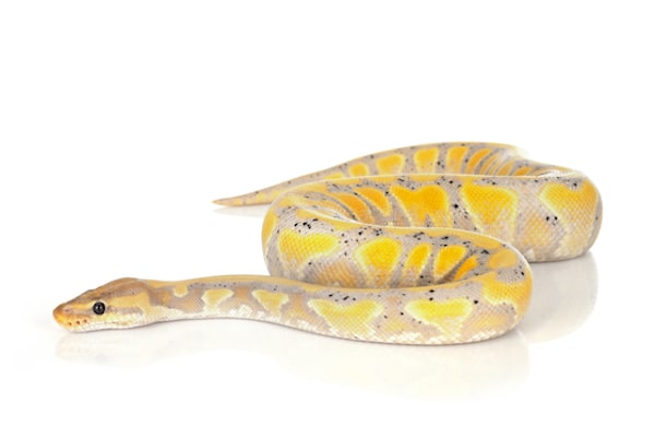 banana ball python size