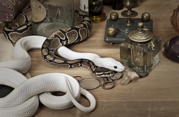 blue eyed leucistic and regular ball python