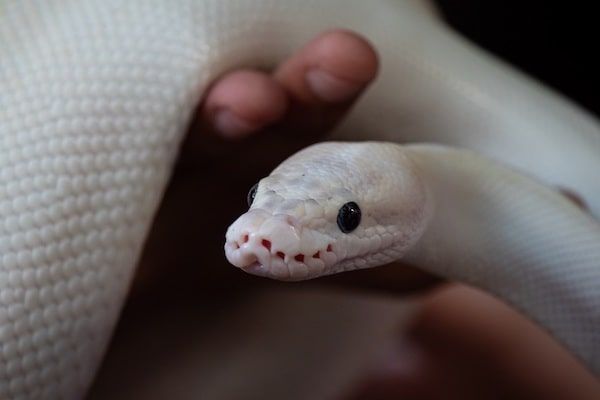 blue eyed leucistic snake