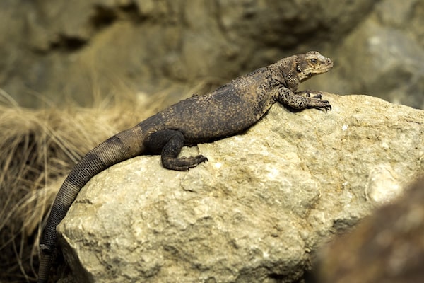 16 Best Pet Lizards for Beginners (Easy to Take Care Of)