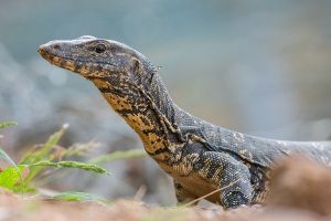 Asian Water Monitor Care, Diet, Habitat Setup & More for Beginners