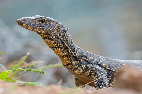 Asian Water Monitor Close Up