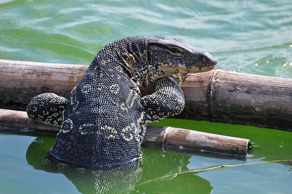 Asian Water Monitor In Water