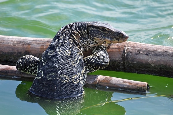 Asian Water Monitor Care Diet Habitat Setup More For Beginners Asian Water Monitor Care Diet Habitat Setup More For Beginners