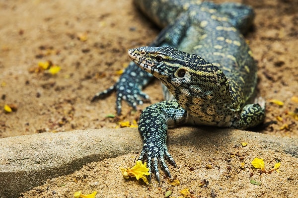 Asian Water Monitor Inside Enclosure