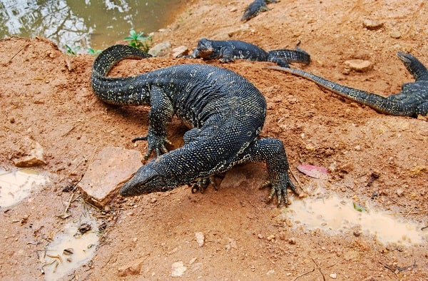 Asian Water Monitors In Wild