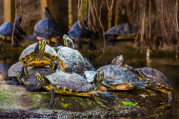 Basking Yellow-Bellied Sliders