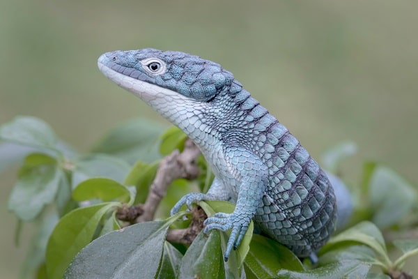 Blue Mexican Alligator Lizard in Rainforest