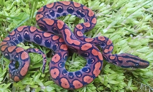 Brazilian Rainbow Boa 2