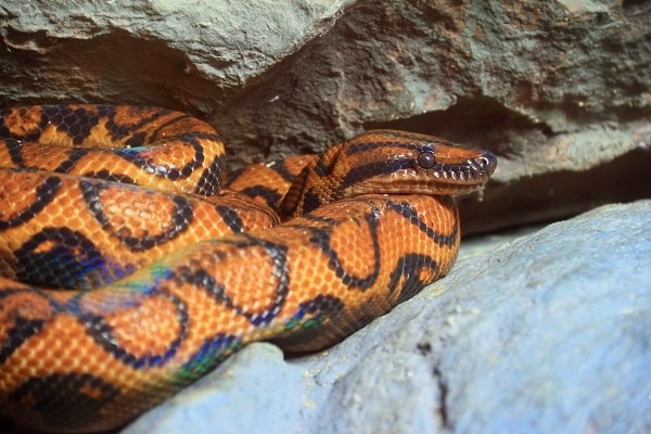 Brazilian Rainbow Boa Close Up