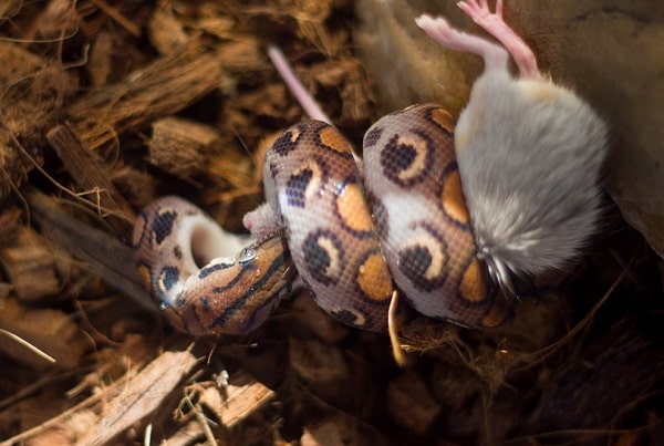 Brazilian Rainbow Boa Eating Mouse