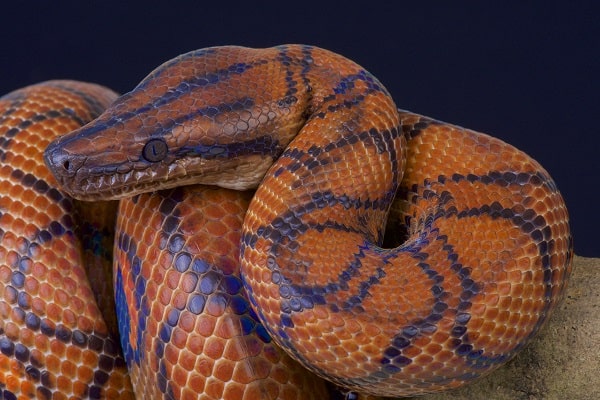 Brazilian Rainbow Boa Overview