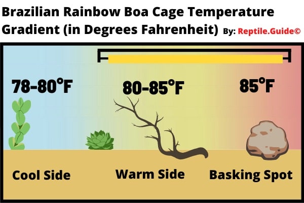 Brazilian Rainbow Boa Temperature Chart