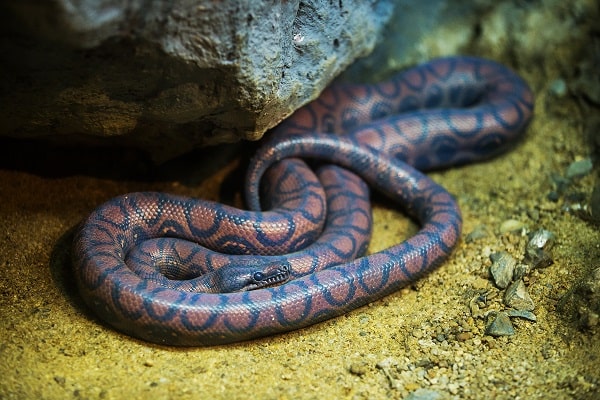 Captive Brazilian Rainbow Boa