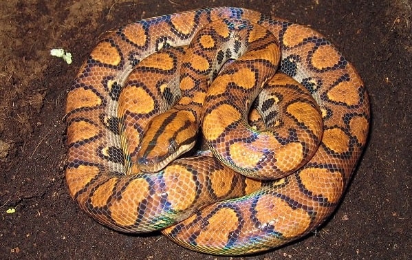 Coiled Brazilian Rainbow Boa