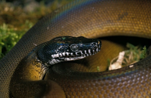 White Lipped Python 101: Care, Diet, Habitat Setup & More