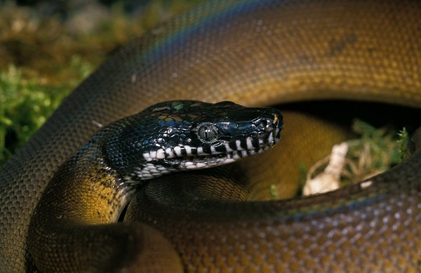 D’Albertis’ python Close Up