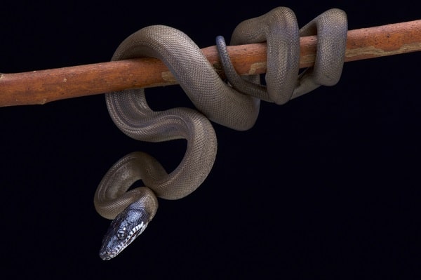 D’Albertis’ python Wrapped Around Branch