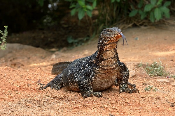 Large Asian Water Monitor