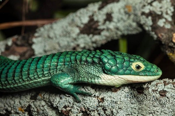 Mexican Alligator Lizard Basking