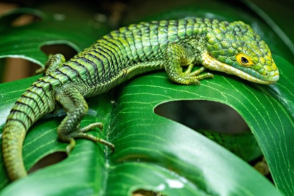 Upside Down Mexican Alligator Lizard