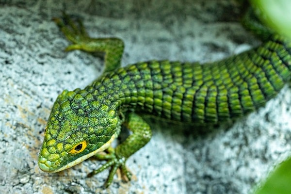 Mexican Alligator Lizard On Rock